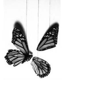 butterfly-broken-wings-dead